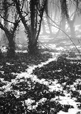 Woodland Fog